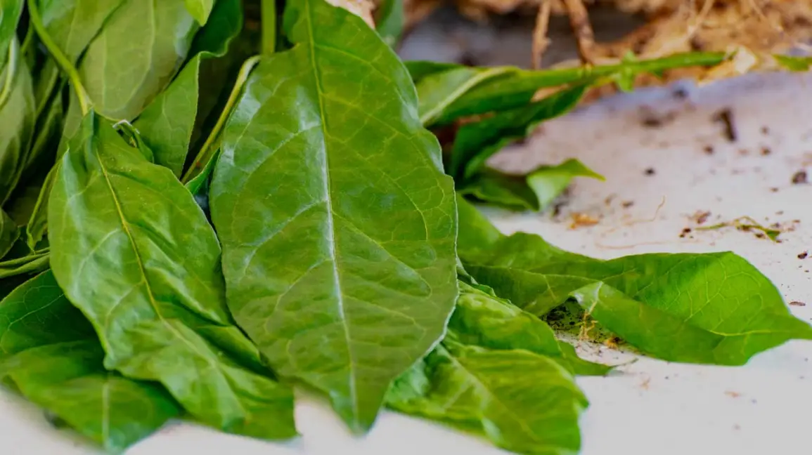 Para qué sirve el anamú como planta medicinal